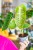 Anthurium Veitchii ø12 cm - ↑30 cm-2.jpg