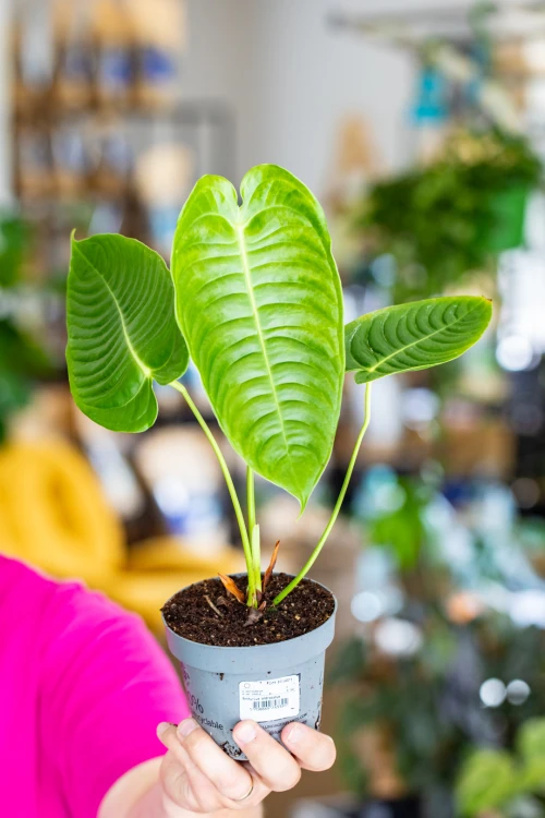 Anthurium Veitchii ø12 cm - ↑30 cm-4.jpg