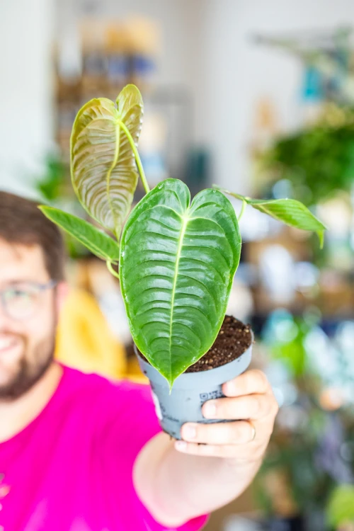 Anthurium Veitchii ø12 cm - ↑30 cm-7.jpg