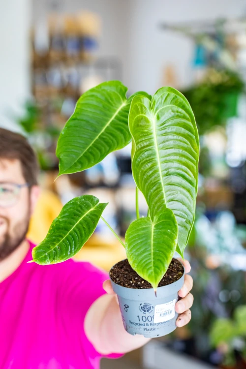Anthurium Veitchii ø12 cm - ↑30 cm-8.jpg