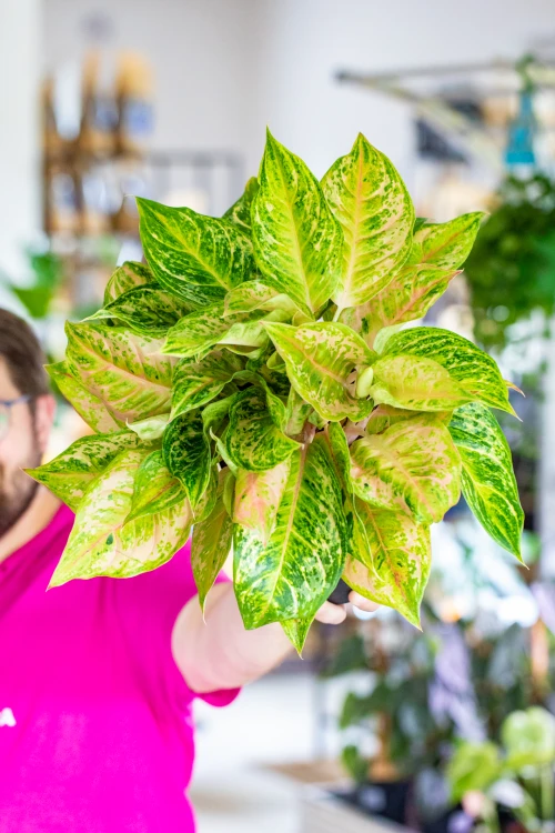 Aglaonema Pastella ø19 cm - ↑50 cm-1.jpg