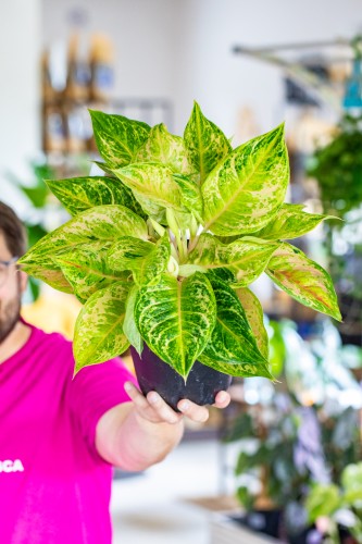 Aglaonema Pastella ø19 cm - ↑50 cm-2.jpg