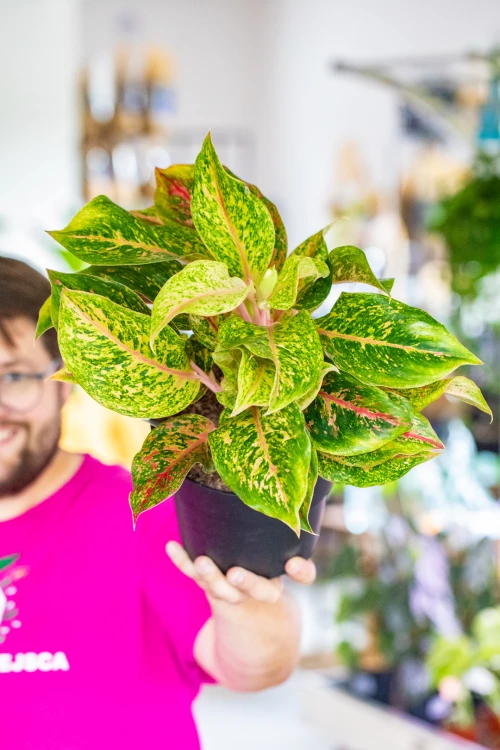 Aglaonema Samba Red ø19 cm - ↑50 cm-1.jpg