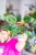 Philodendron Pink Bikini ø12 cm - ↑30 cm-1.jpg