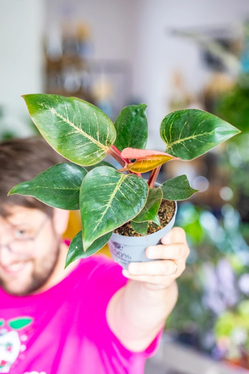 Philodendron Pink Bikini ø12 cm - ↑30 cm-1.jpg