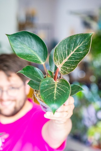 Philodendron Pink Bikini ø12 cm - ↑30 cm-2.jpg
