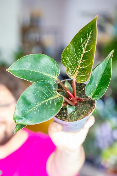 Philodendron Pink Bikini ø12 cm - ↑30 cm-3.jpg