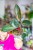 Philodendron Pink Bikini ø12 cm - ↑30 cm-4.jpg