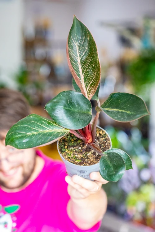 Philodendron Pink Bikini ø12 cm - ↑30 cm-4.jpg