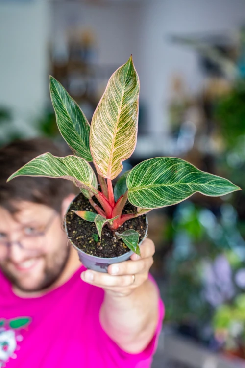 Philodendron Pink Bikini ø12 cm - ↑30 cm-5.jpg
