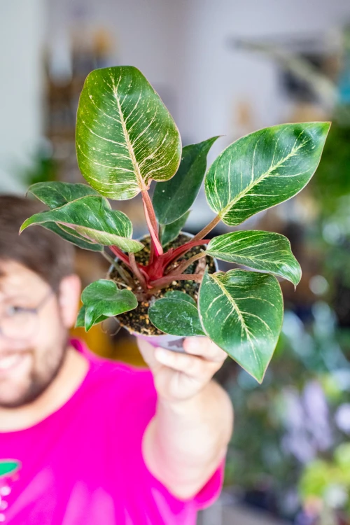 Philodendron Pink Bikini ø12 cm - ↑30 cm-6.jpg