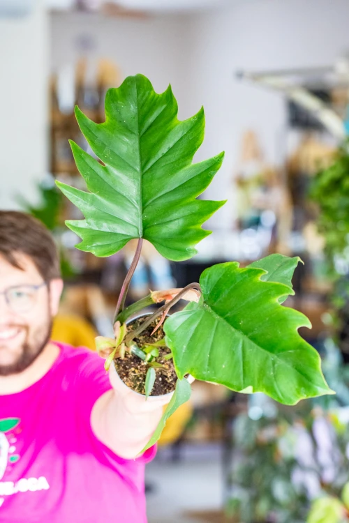 Philodendron Majoy ø12 cm - ↑30 cm-1.jpg