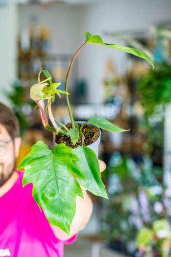 Philodendron Majoy ø12 cm - ↑30 cm-2.jpg