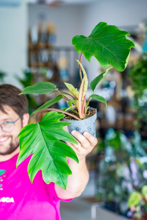 Philodendron Majoy ø12 cm - ↑30 cm-5.jpg