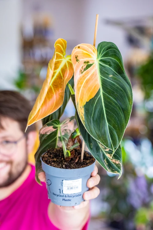 Philodendron Melanochrysum ø12 cm - ↑40 cm-1.jpg