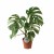 Monstera Deliciosa Variegata ø15 cm ↑50 cm.jpeg