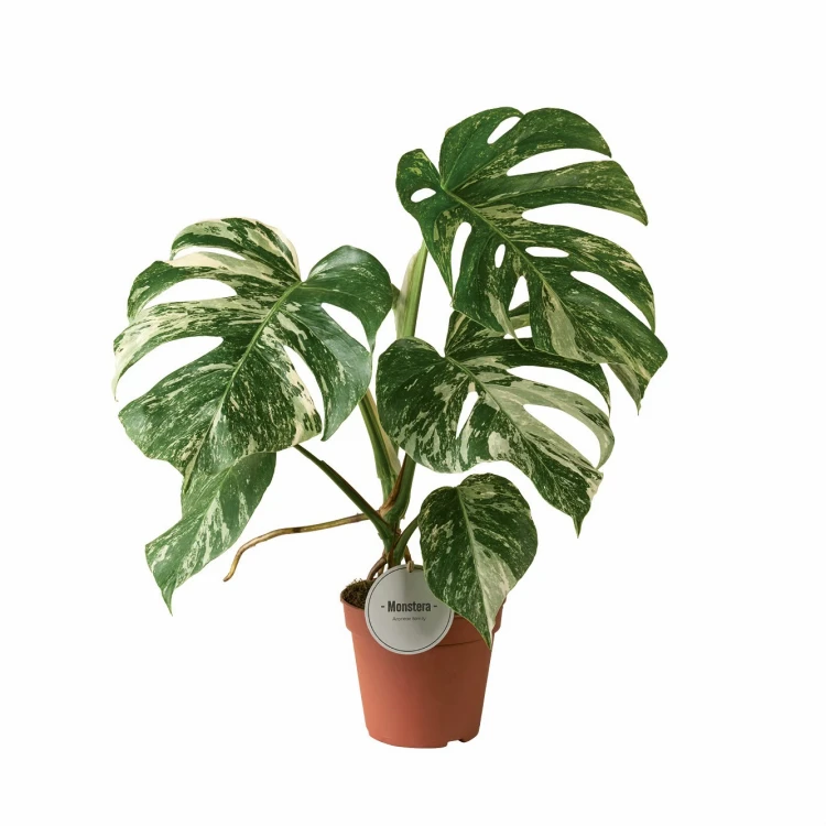 Monstera Deliciosa Variegata ø15 cm ↑50 cm.jpeg