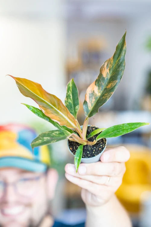 Philodendron Caramel Marble ø6 cm - ↑15 cm-1.jpg