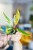 Philodendron Caramel Marble ø6 cm - ↑15 cm-3.jpg