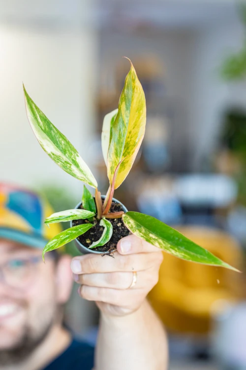 Philodendron Caramel Marble ø6 cm - ↑15 cm-3.jpg