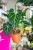 Anthurium Regale-1.jpg