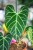 Anthurium Regale-2.jpg