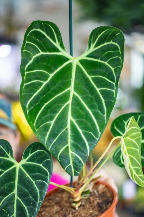 Anthurium Regale-2.jpg