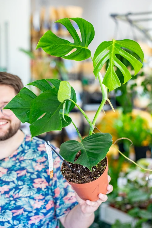 Monstera Sierrana-1.jpg