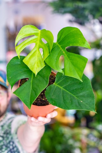 Monstera Sierrana-2.jpg