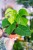 Monstera Sierrana-2.jpg
