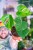 Monstera Sierrana-3.jpg