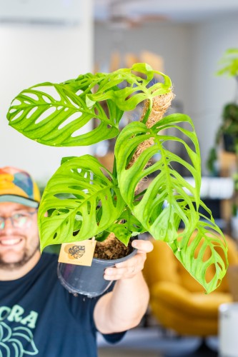 Monstera Esqueleto ø17 cm - ↑60 cm-2.jpg