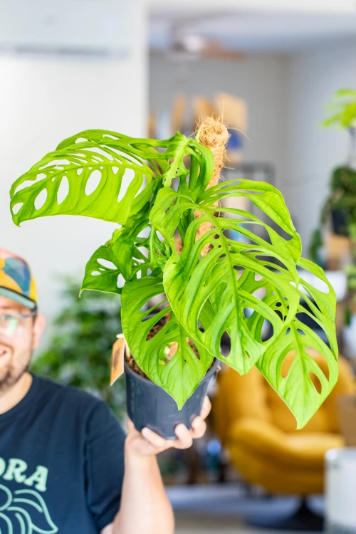 Monstera Esqueleto ø17 cm - ↑60 cm-1.jpg