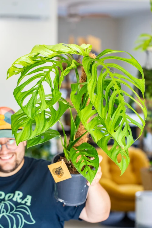 Monstera Esqueleto ø17 cm - ↑60 cm-3.jpg