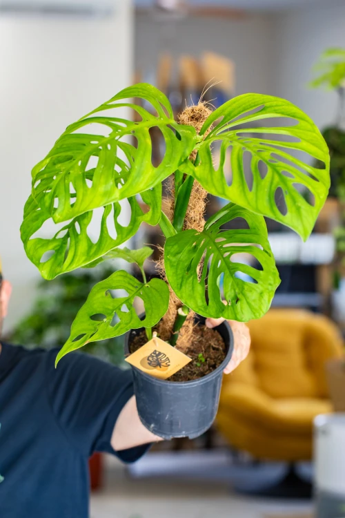 Monstera Esqueleto ø17 cm - ↑60 cm-5.jpg