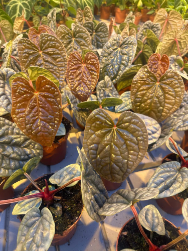 luxurians.png