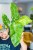 Philodendron Jose Buono ø15 cm - ↑40 cm-1.jpg