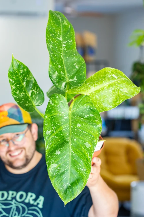 Philodendron Jose Buono ø15 cm - ↑40 cm-1.jpg