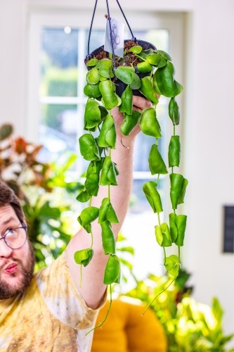 Dischidia Platyphylla ø14 cm -1.jpg