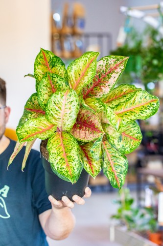Aglaonema Carnival Queen ø19 cm - w- 45 cm-1.jpg