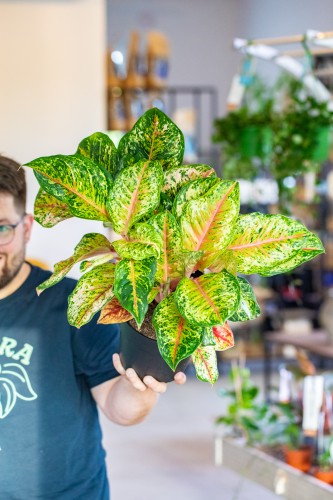Aglaonema Carnival Queen ø19 cm - w- 45 cm-2.jpg
