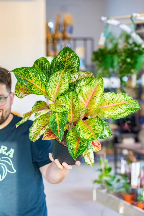 Aglaonema Carnival Queen ø19 cm - w- 45 cm-2.jpg