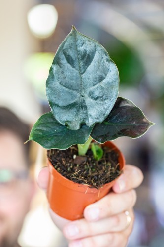 Alocasia Black Magic ø8 cm - w- 12 cm-1.jpg