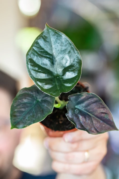 Alocasia Black Magic ø8 cm - w- 12 cm-2.jpg