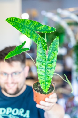 Alocasia Reticulata ø10,5 cm - w- 15 cm-1.jpg