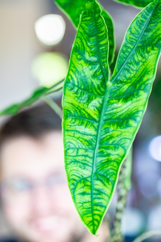 Alocasia Reticulata ø10,5 cm - w- 15 cm-2.jpg