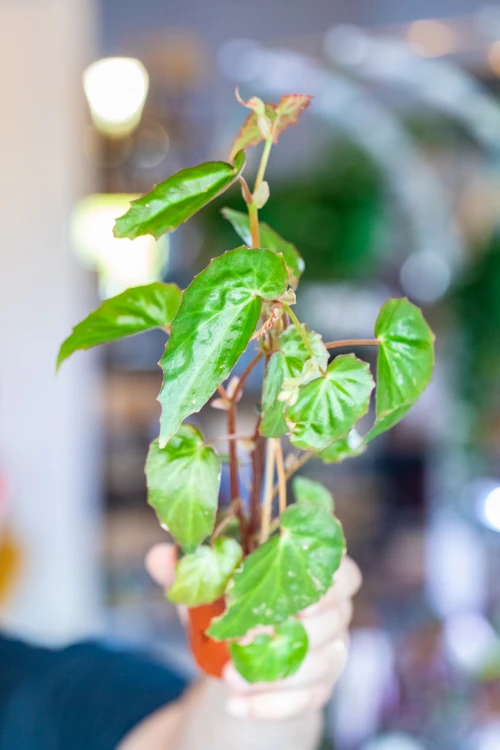 Begonia Borneensis ø8 cm - w- 12 cm-1.jpg