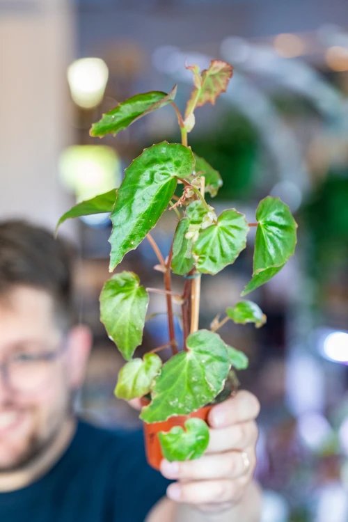 Begonia Borneensis ø8 cm - w- 12 cm-2.jpg