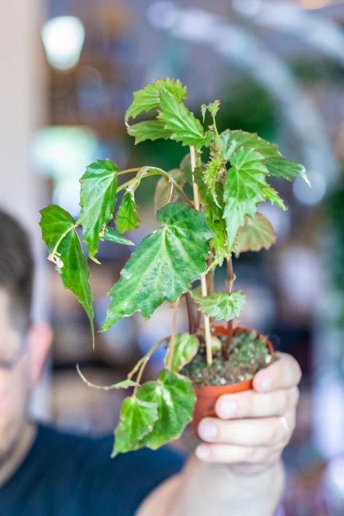 Begonia Borneensis ø8 cm - w- 12 cm-3.jpg