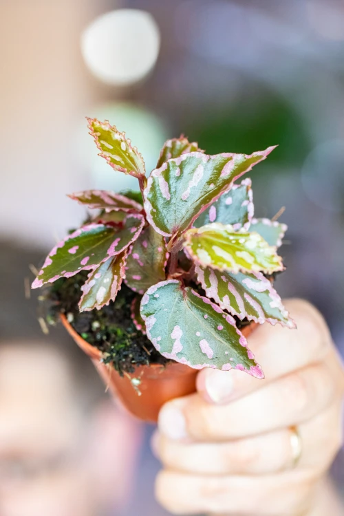 Begonia Jalau typ 1 ø8 cm - w- 12 cm-1.jpg